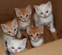 Linda camada de gaticos