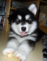 Hermoso Lobo Siberiano