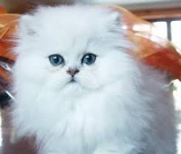 hermoso gato persa