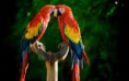 /products/hermosa-pareja-de-loros/