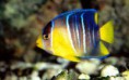 /products/hermoso-pez-tricolor-para-su-acuario/