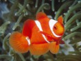 /album/fotogaleria-animales/nemo-jpg1/