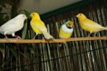 /album/fotogaleria-animales/canarios-jpg1/