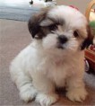 /album/fotogaleria-animales/perro-jpg/