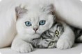 /album/fotogaleria-animales/gat-jpg/